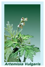 herb artemisia vulgaris