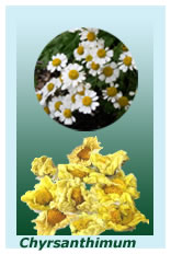 herb chrysanthimum